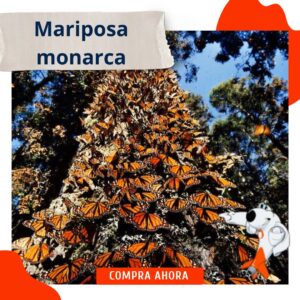 Mariposa Monarca