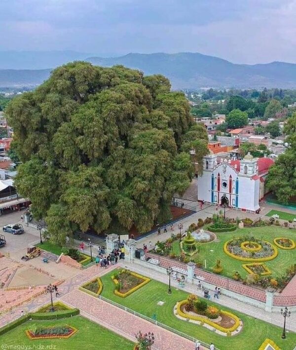 Árbol de Tule